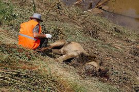 В Тбилиси лев, сбежавший из разрушенного наводнением зоопарка, убил человека
