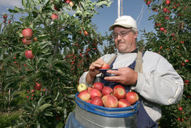 садовод, яблоки