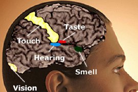 Ученые раскрыли тайны мозга - эффект синестезии
