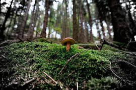 Как спастись от осенних отравлений