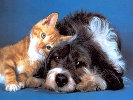 кошка, собака, аквариум, грызуны, домашние животные, рыбки, хомячки