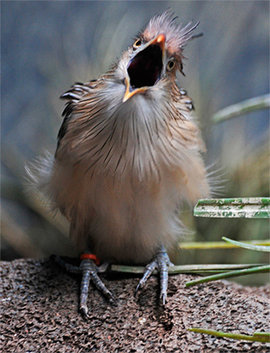 В мире животных: сколько фото, столько характеров