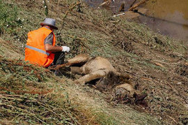В Тбилиси так и не нашли тигра и гиену. Жителей призывают к осторожности 