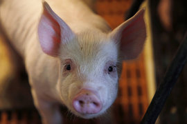 поросенок, свинья