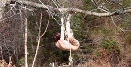 Норвежская художница провисела в голом виде 3 часа на дереве в лесу из-за неудавшегося перфоманса