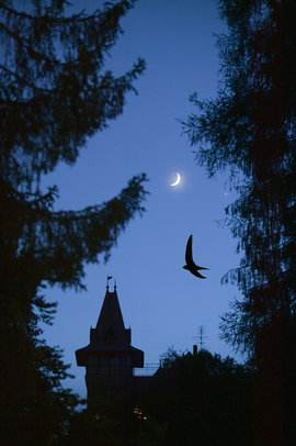 Дракула, Замок Бран