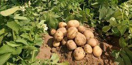 Российские санкции обрушили голландский рынок, местные фермеры в панике