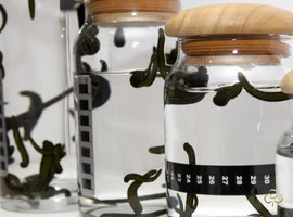 пиявки, целлюлит, красота, лечение, вес, диета