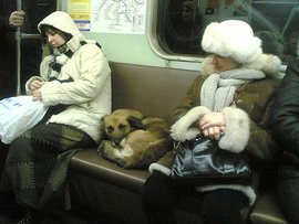 Животные в городе: деловые собаки и вороны-зацеперы