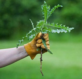 сорняк, осот, клумба, грядка, порядок