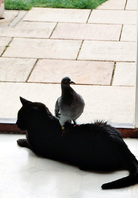 кот, голубь