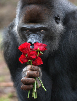 День Святого Валентина, обезьяна, розы