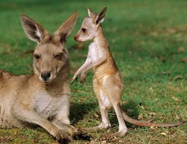 'России грозит острая нехватка кенгуру из-за санкций Австралии', - заявил в интервью Pravda.Ru депутат Госдумы Виктор Водолацкий. О других опасностях - подробнее: