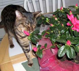 язык цветов, домашние растения, цветы, топ-10