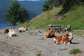 Фермеры: посчитали — прослезились