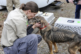 собака, питомник