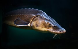 "Если ушла рыба, значит, скоро конец света"