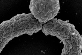 антибиотик