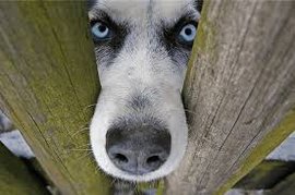 психологи, животные, человек, домашнее животное, недобрый человек, собака, кошки, коты, мурлыки, домашние питомцы 