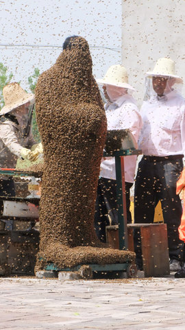 пчелы, пчеловод