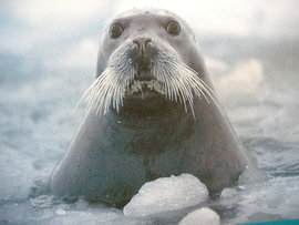 Яценюк прописал украинцам закаливание