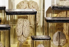 Ученые коллекционируют человеческие мозги Видео